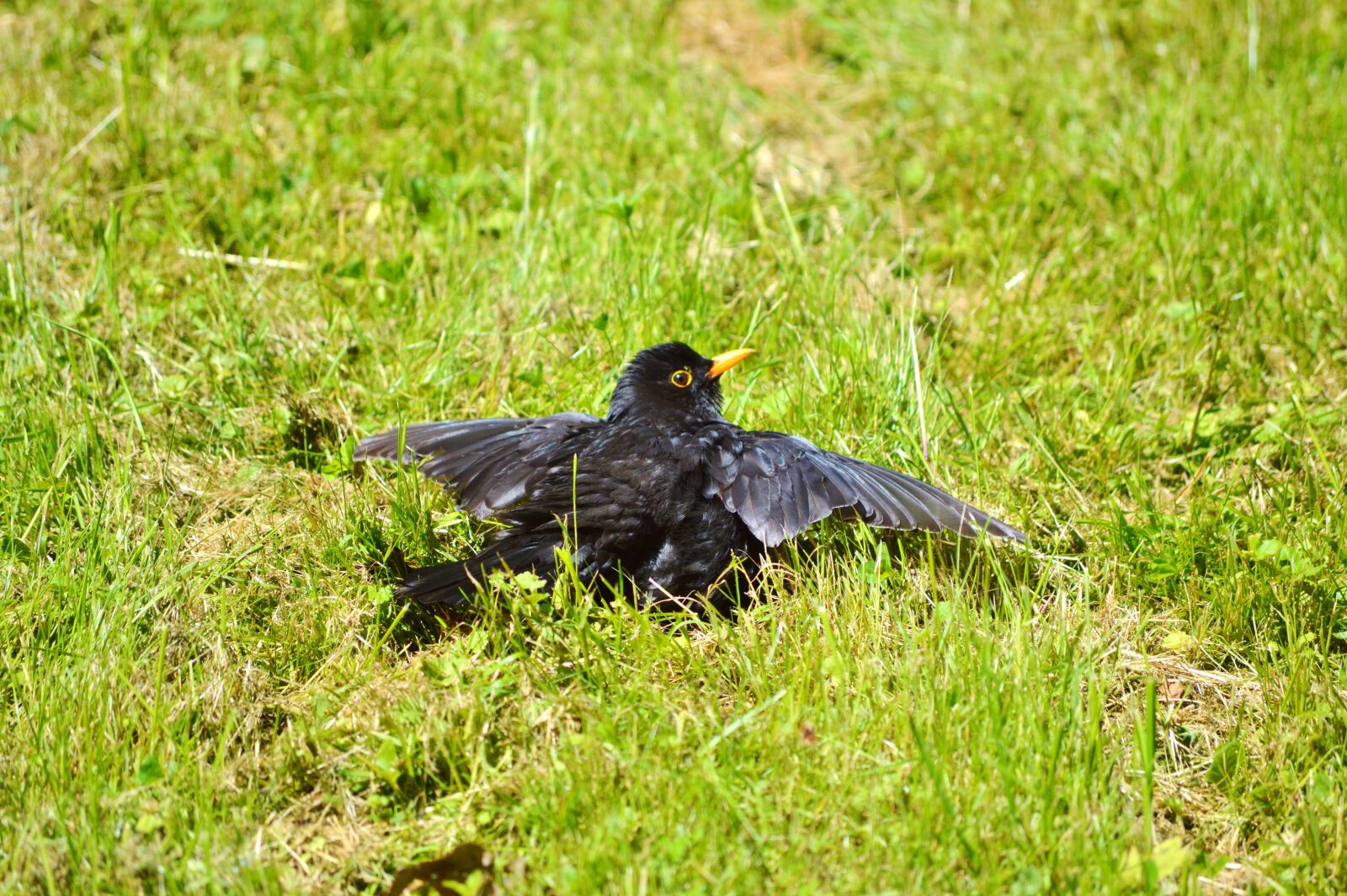 Nikon D3200 sample photo. Blackbird, bird, songbird photography