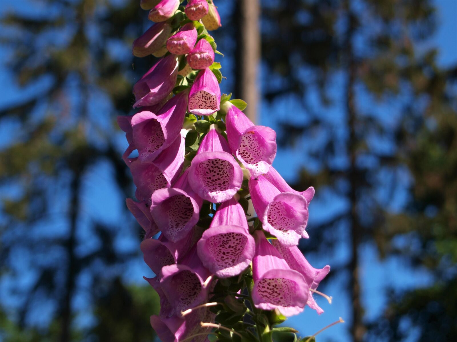 Olympus E-420 (EVOLT E-420) sample photo. Thimble, digitalis, flower photography