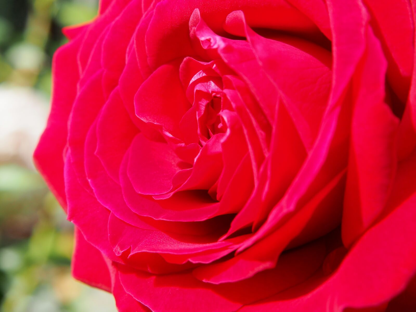 Olympus OM-D E-M10 sample photo. Rose, red rose, blossom photography