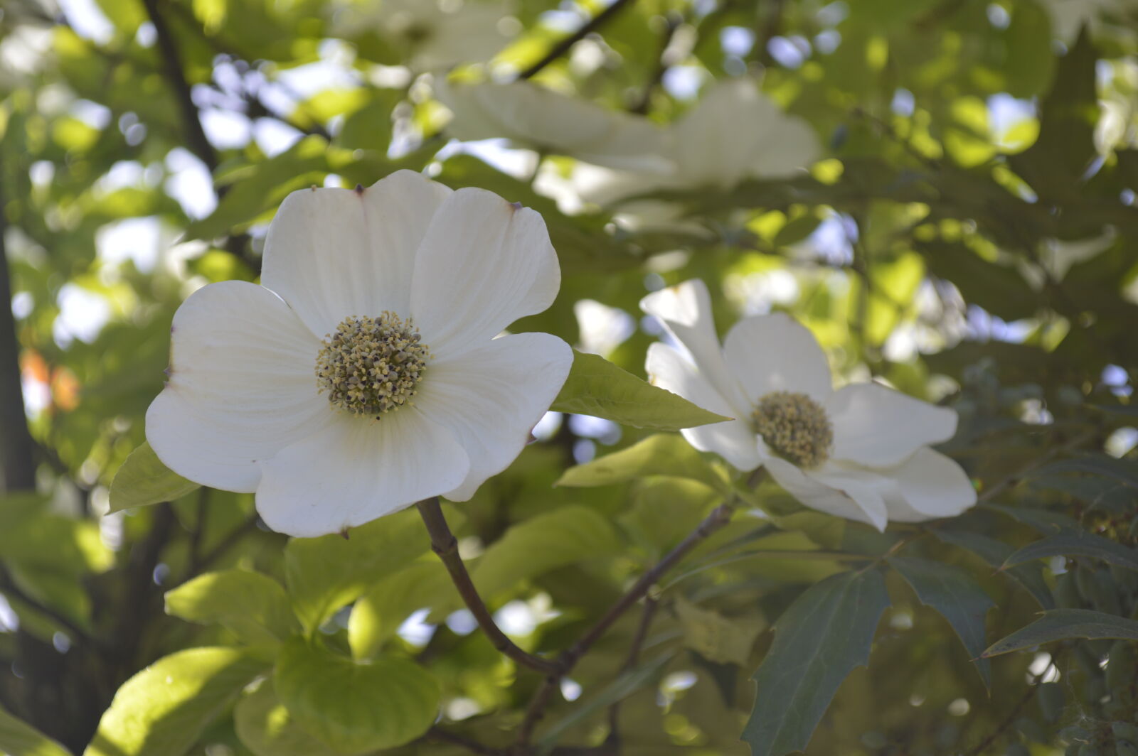 Nikon D3200 sample photo. Summer, white, flowers photography