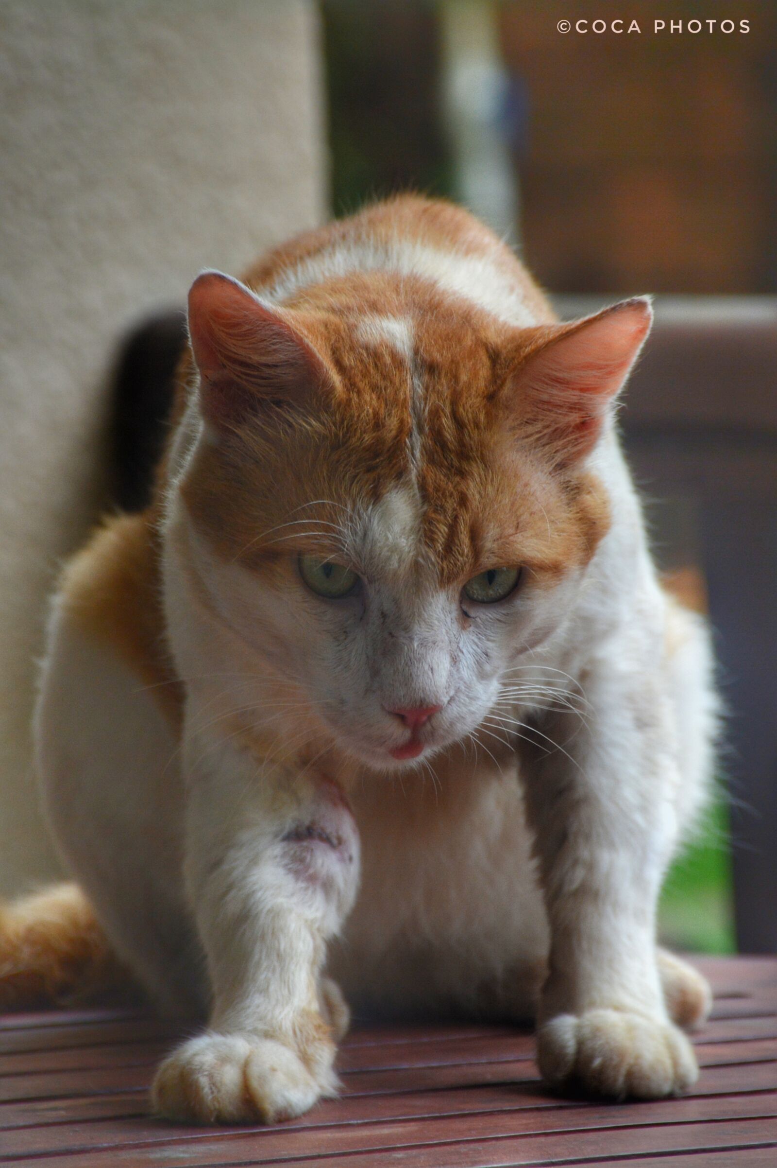 Nikon D7100 sample photo. Animal, photography, cat, lover photography
