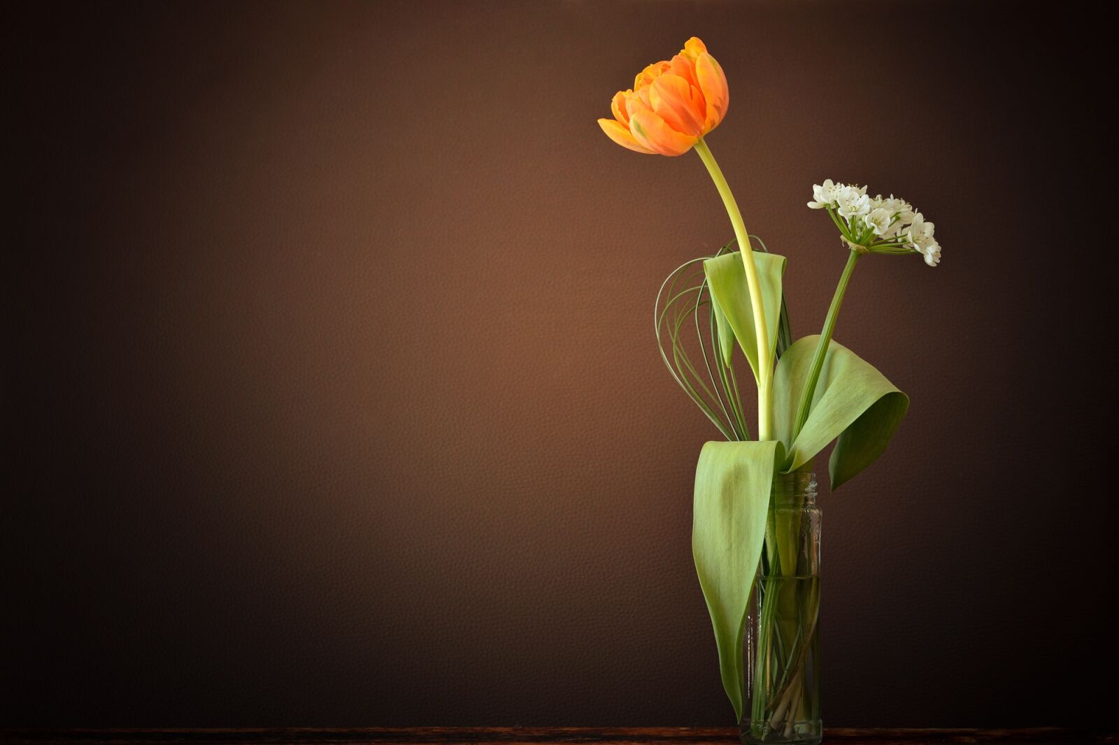 Nikon D7100 sample photo. Tulip, flower, orange photography