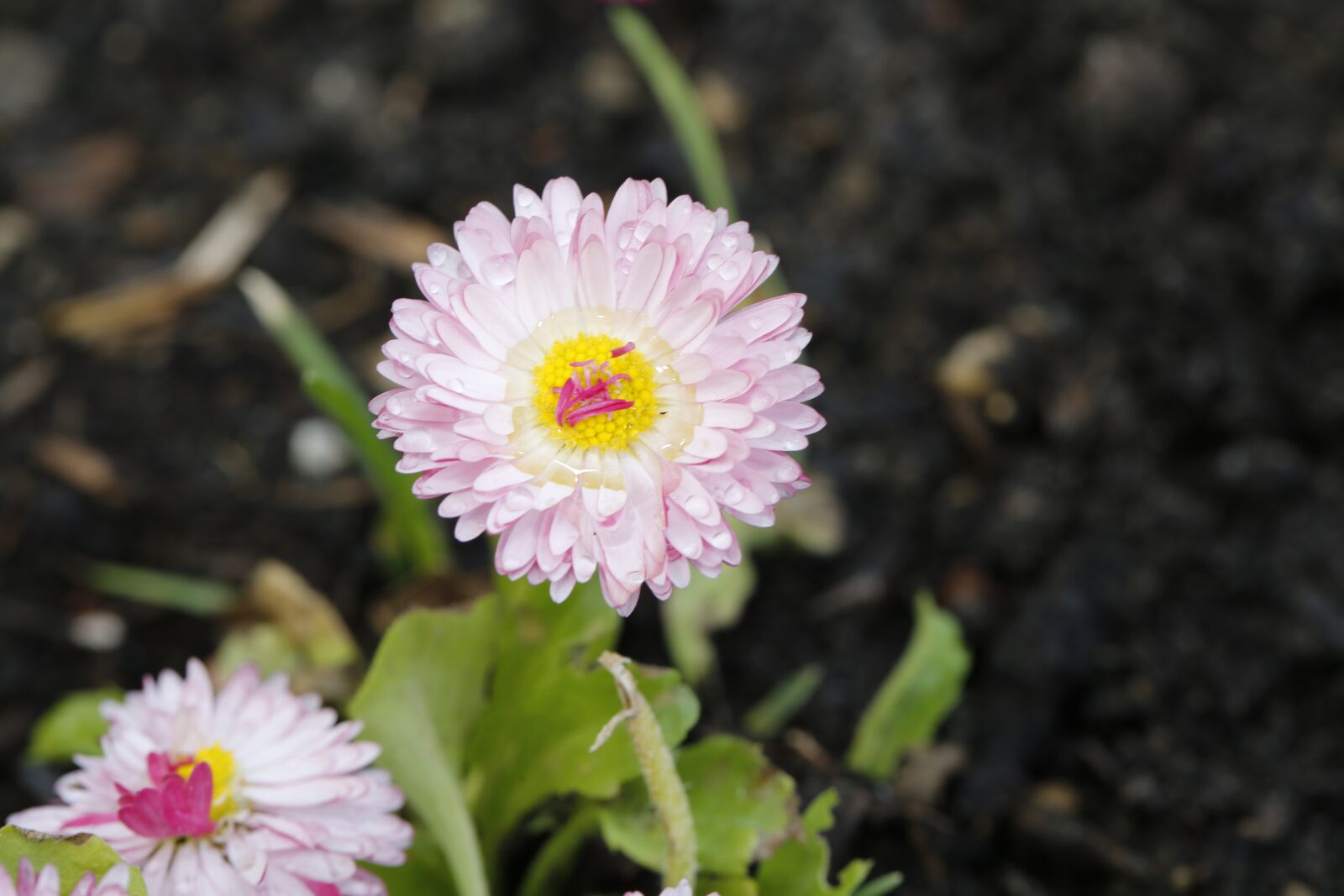 Canon EF 100mm F2.8L Macro IS USM sample photo. Flower, blossom, bloom photography