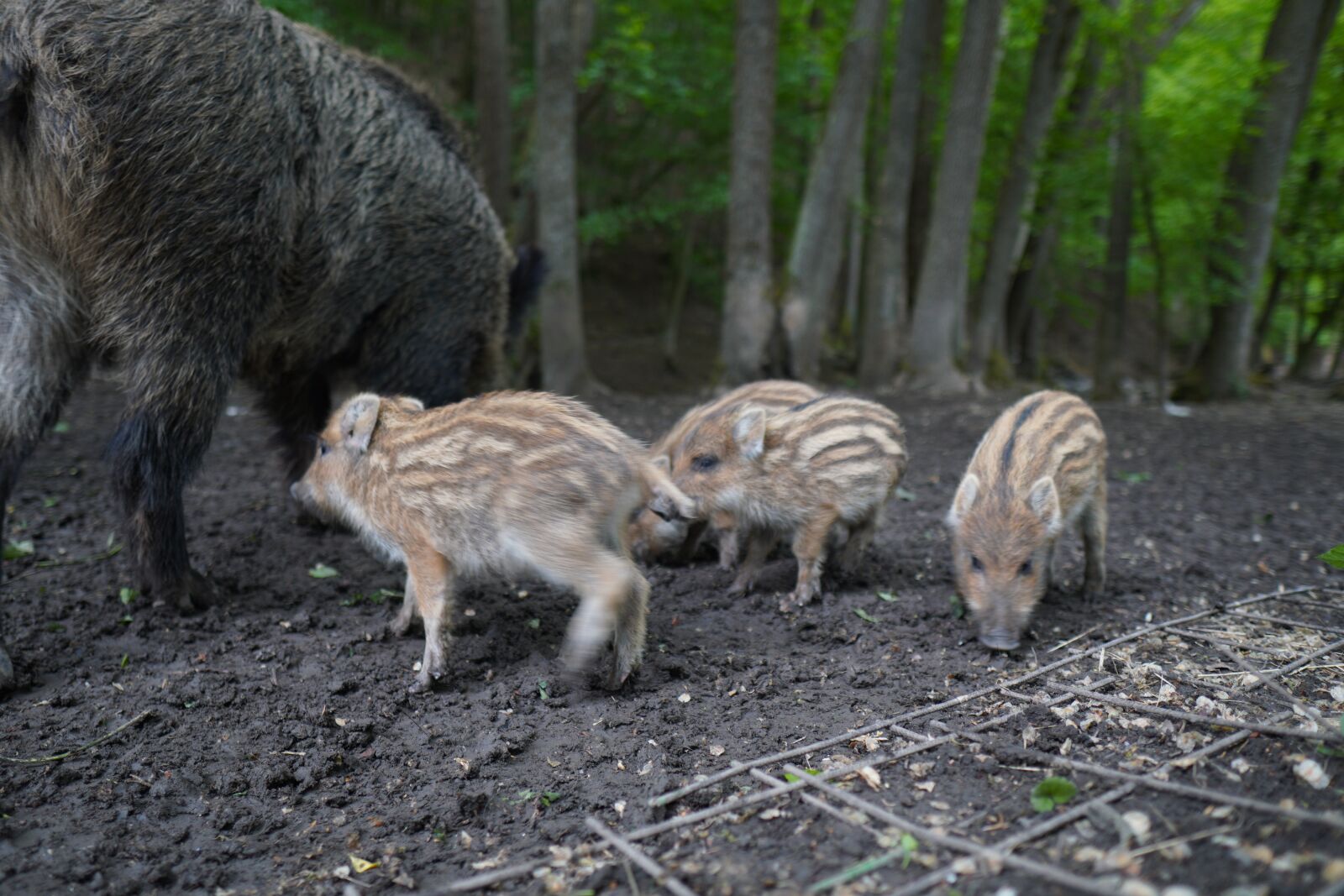 Sony a6400 + Sigma 16mm F1.4 DC DN | C sample photo. Wild boar, pig, sows photography