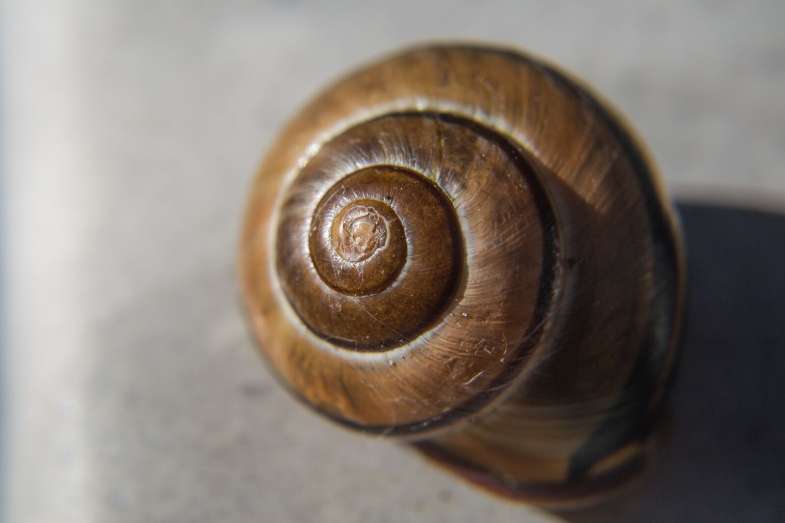 Nikon D3100 sample photo. Snail, spiral, casing photography