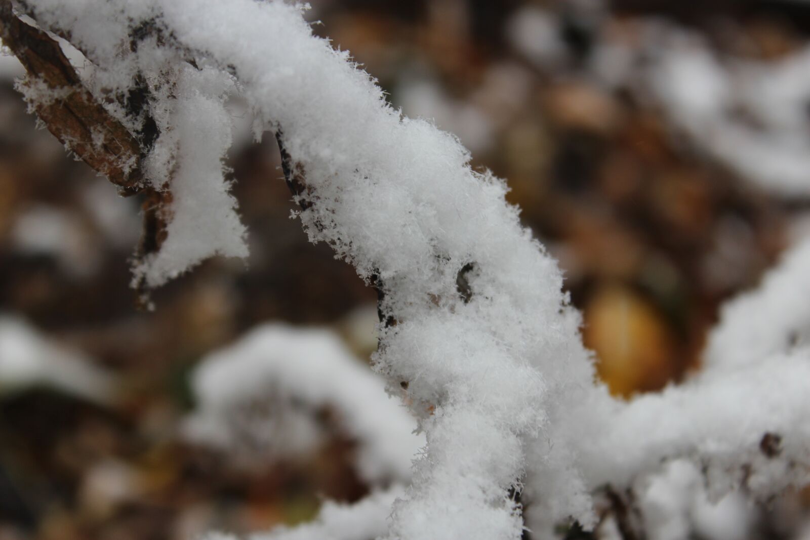 Canon EOS 1200D (EOS Rebel T5 / EOS Kiss X70 / EOS Hi) sample photo. Snow, nature, outside photography