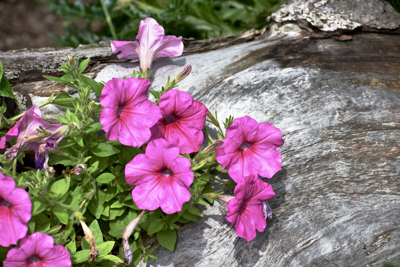 Nikon D3400 sample photo. Petunias, pink, flower photography