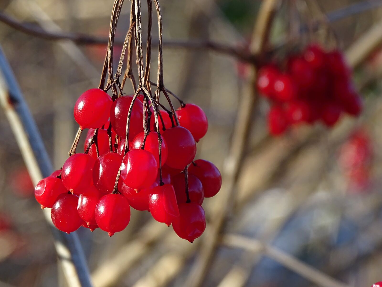 Sony Cyber-shot DSC-HX400V sample photo. Berries, fruits, red photography