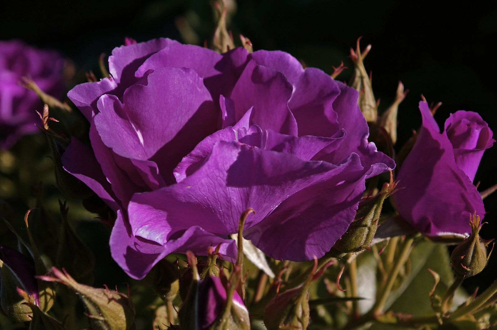 Pentax *ist DL2 sample photo. Rose, rhapsody in blue photography