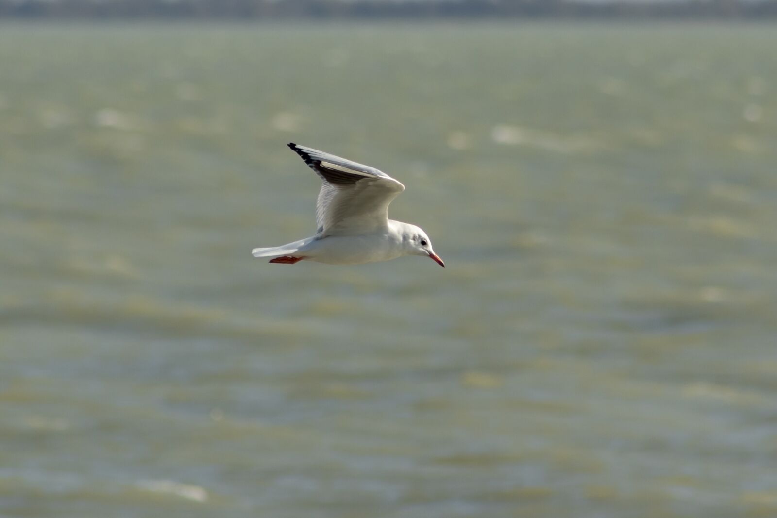 Canon EF75-300mm f/4-5.6 sample photo. Seagull, bird, water bird photography