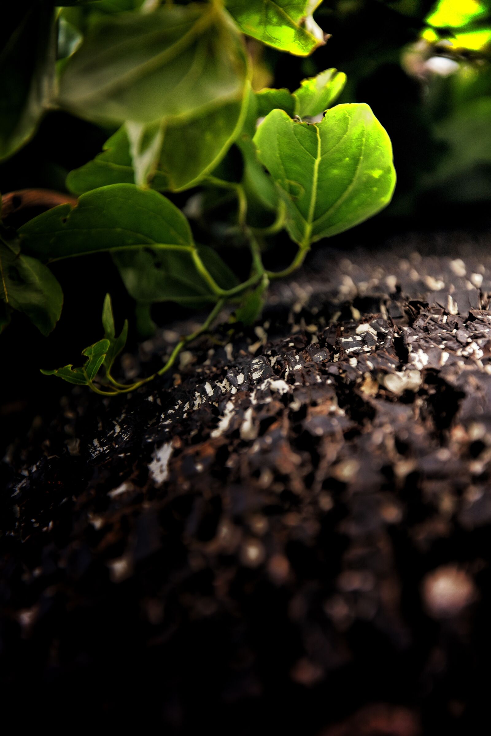 Nikon D7200 sample photo. Tree, leaves, macro photography