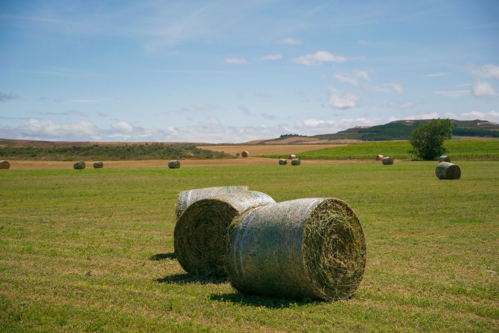 Nikon D5300 sample photo. Palencia, mowing, field photography