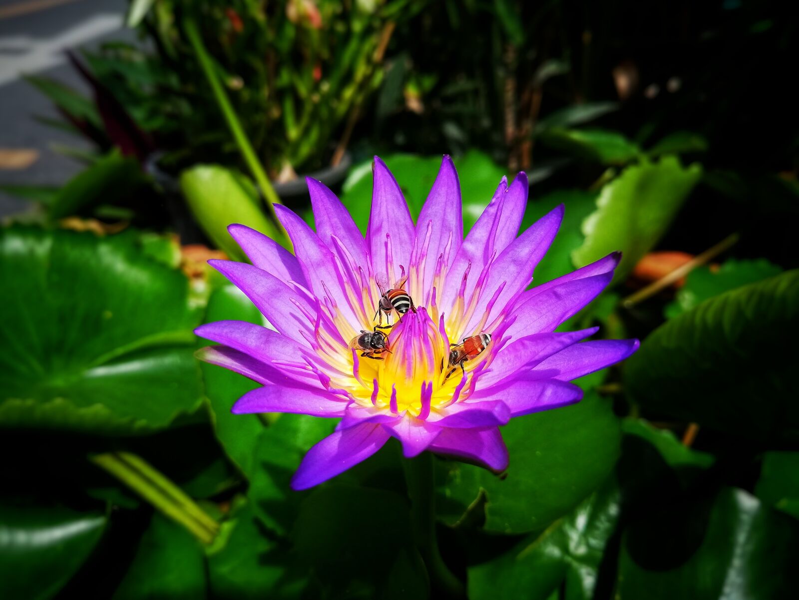 HUAWEI P20 lite sample photo. Lotus, purple, wood water photography