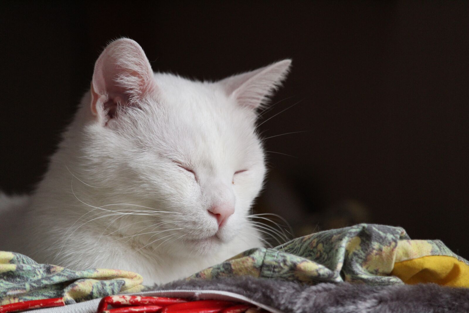 Canon EF-S 55-250mm F4-5.6 IS STM sample photo. Cute, cat, pet photography