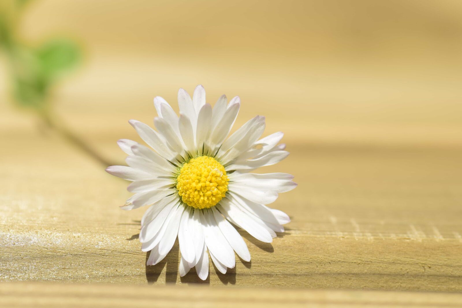 Nikon D3300 sample photo. Summer, nature, daisy, flower photography