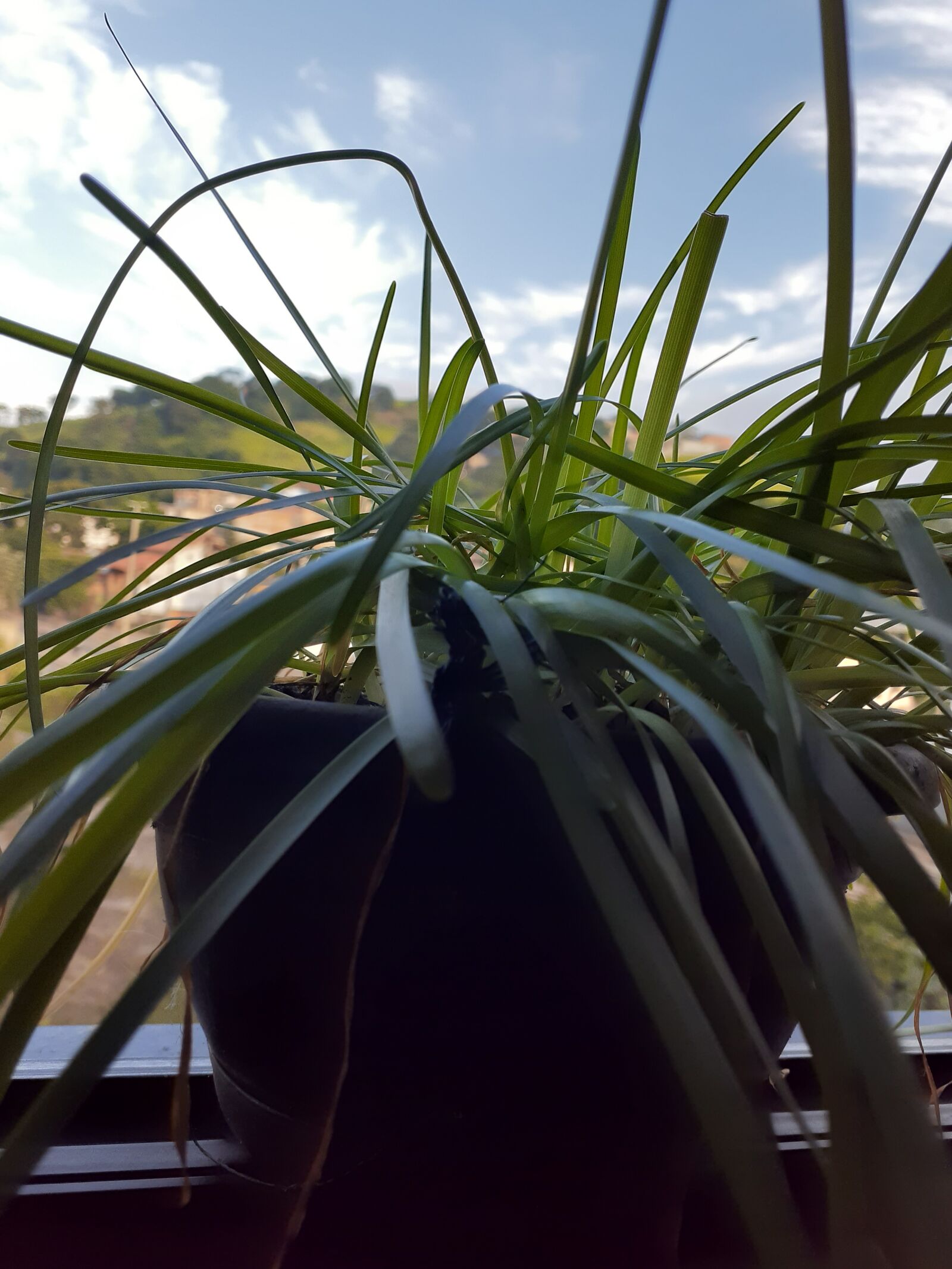Samsung Galaxy A20 sample photo. Vaso, planta, janela photography