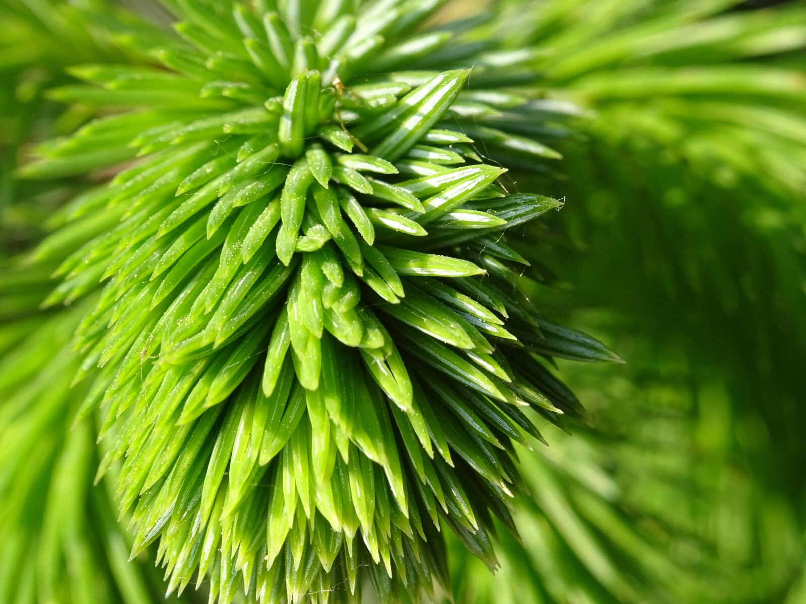 Sony DSC-HX60 sample photo. Green, plant, nature photography