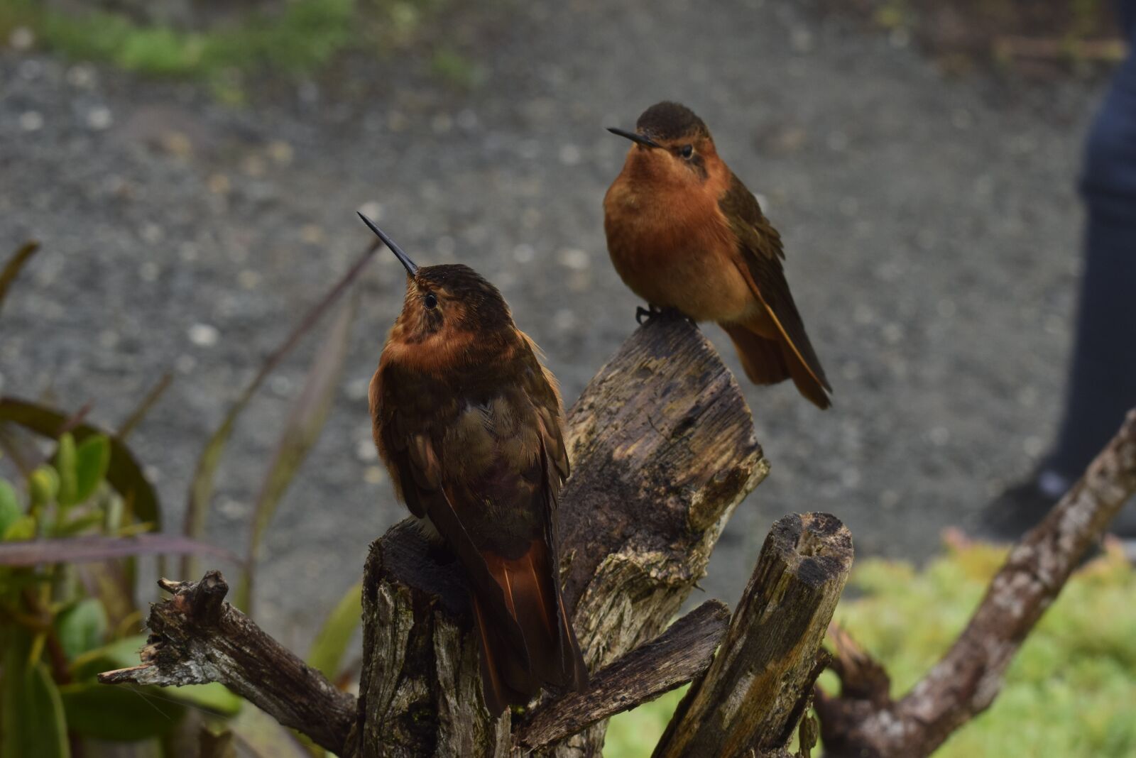 Nikon D5300 sample photo. Birds, nature, pen photography