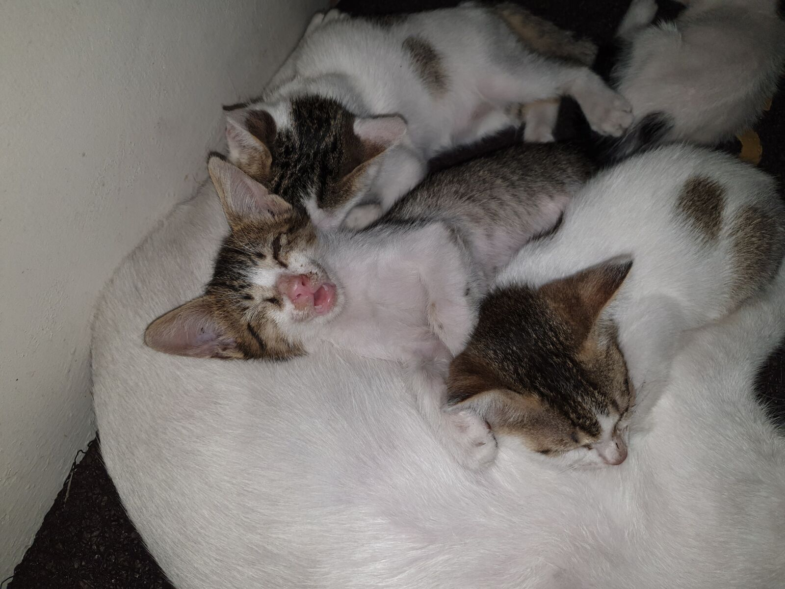Samsung SM-N960F sample photo. Cute, kittens, snoring photography