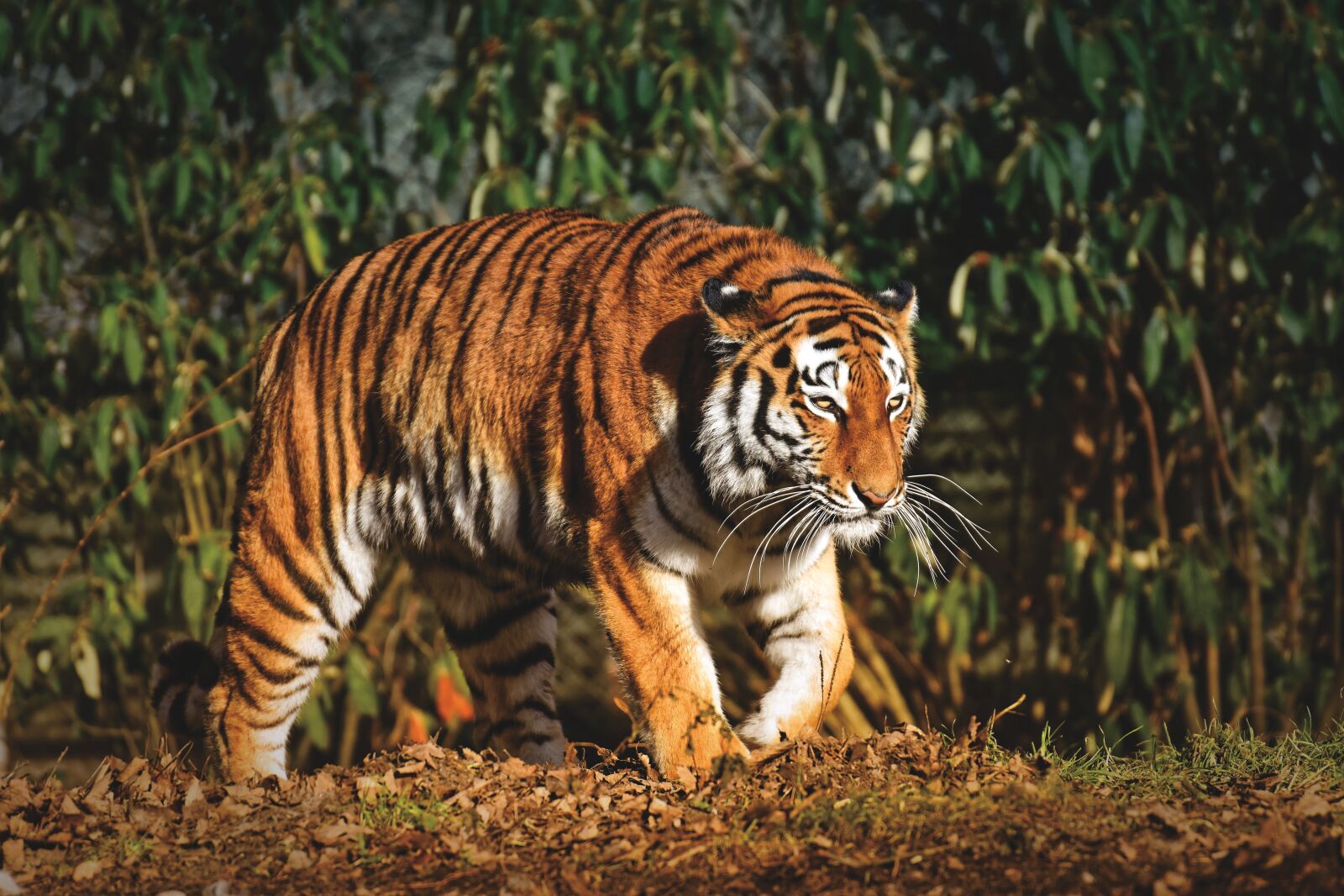 Nikon D7200 sample photo. Tiger, predator, fur photography
