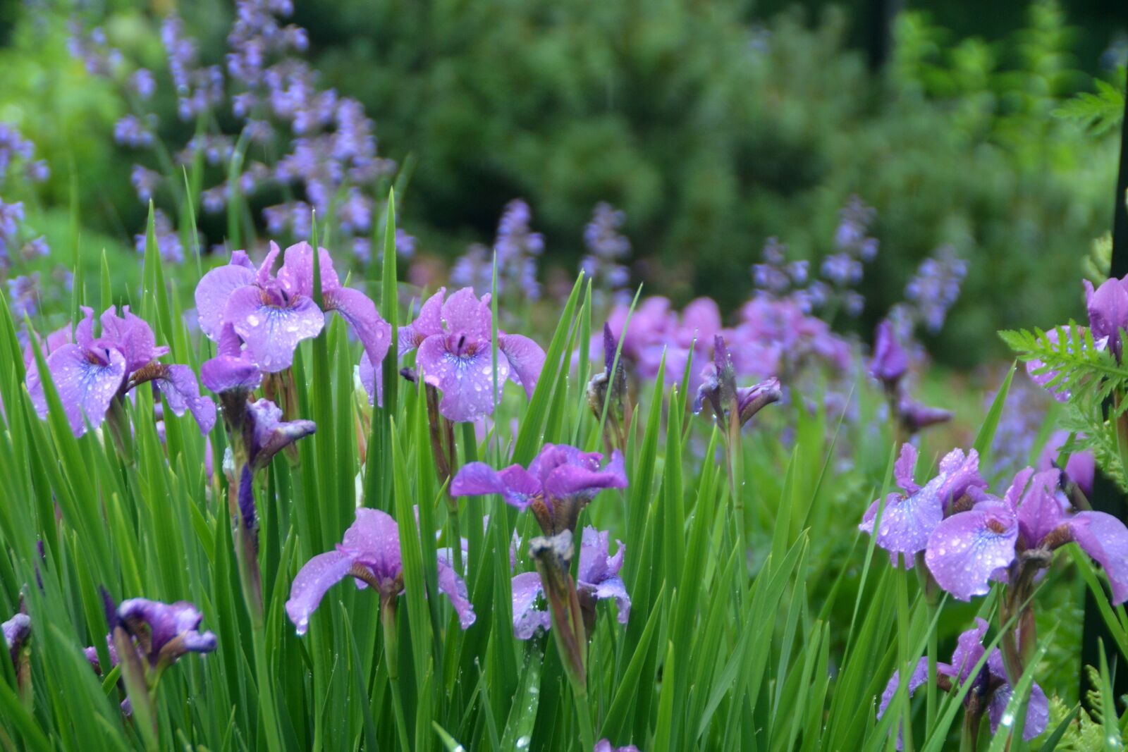 Nikon D5100 sample photo. Iris, bloom, blossom photography