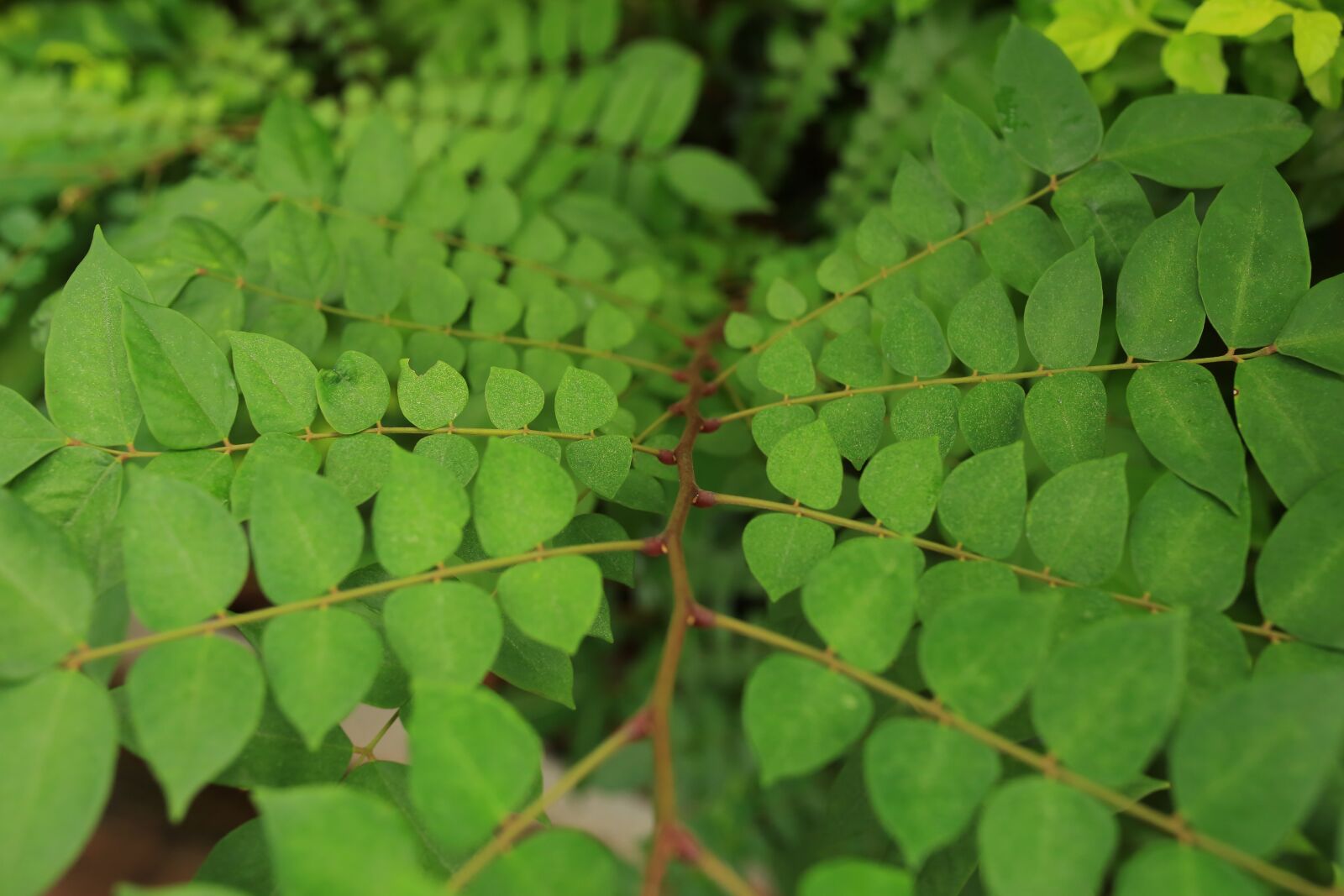 Canon EOS 5D Mark III sample photo. Leaf, plant, green photography