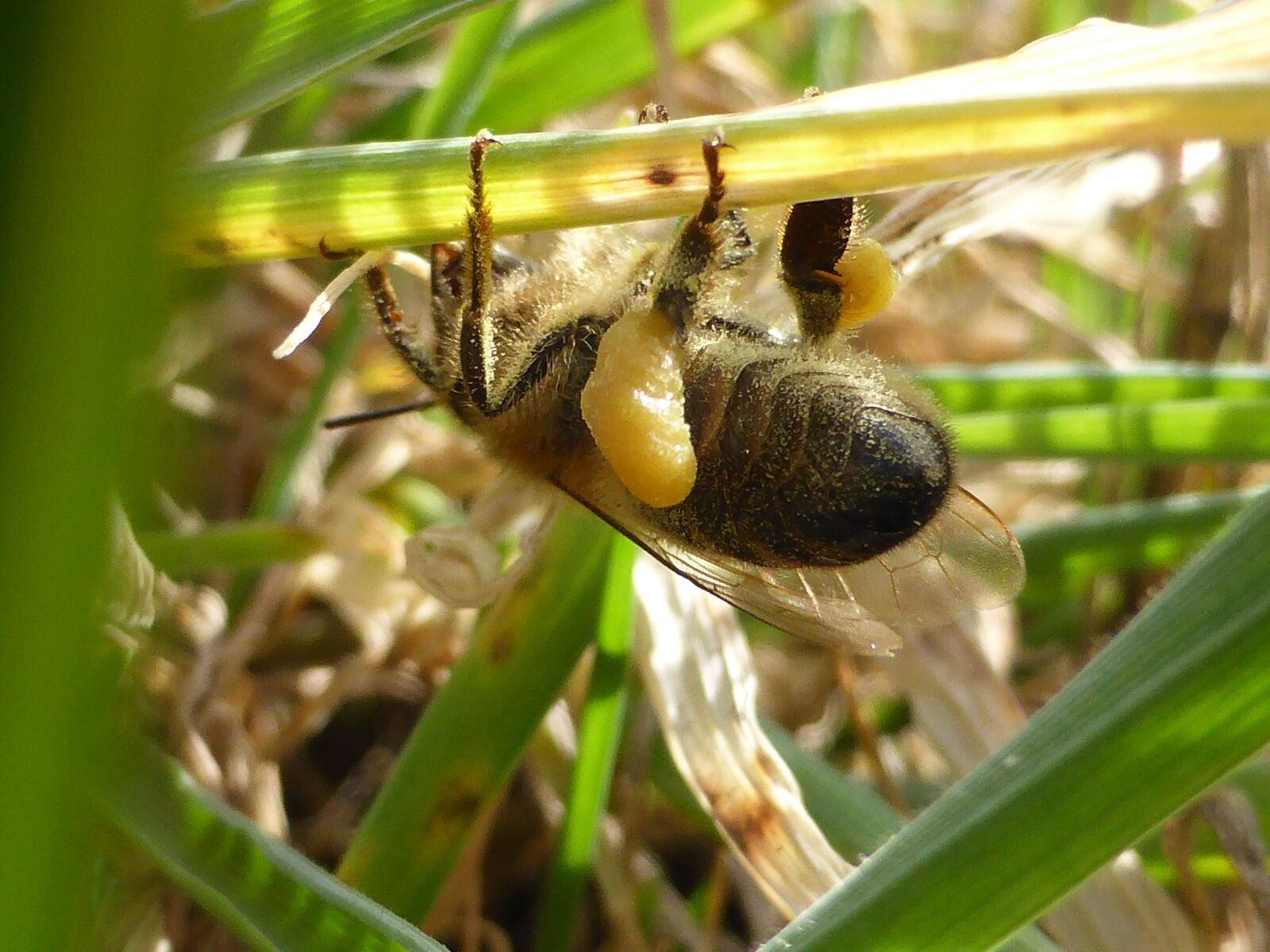 Panasonic Lumix DMC-ZS30 (Lumix DMC-TZ40) sample photo. Nature, bee, insect photography