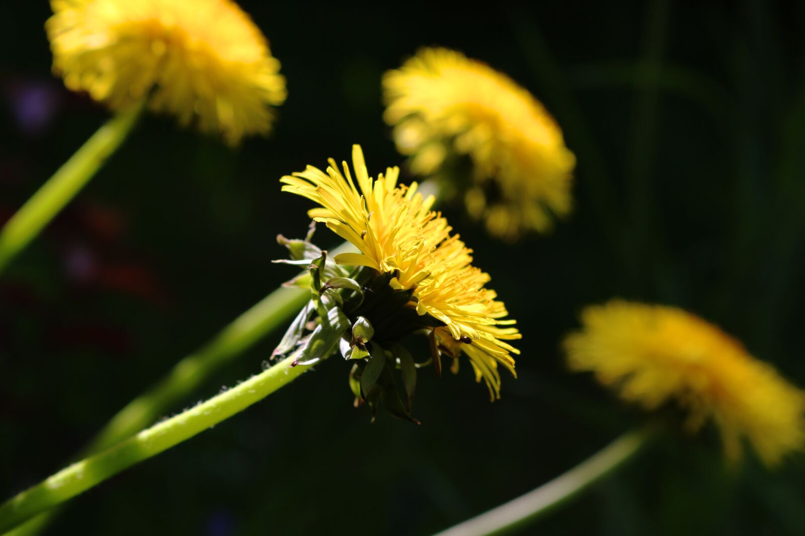 Canon EOS 700D (EOS Rebel T5i / EOS Kiss X7i) sample photo. Nature, flower, plant photography