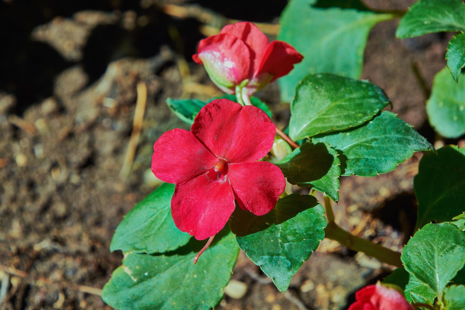 Nikon D7200 sample photo. Flower, red, summer photography