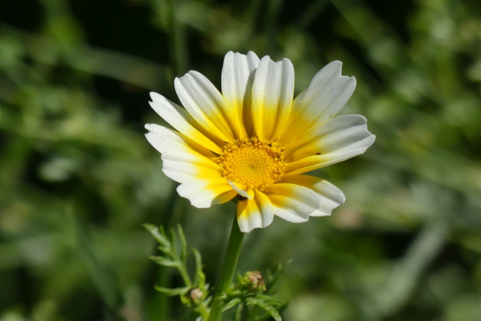 Panasonic Lumix DMC-FZ300 sample photo. Flowers, flower meadow, nature photography