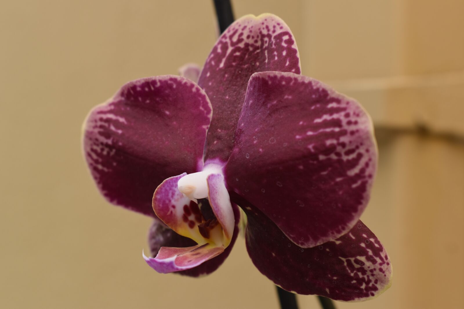 Nikon D3500 sample photo. Orchid, flowers, b w photography