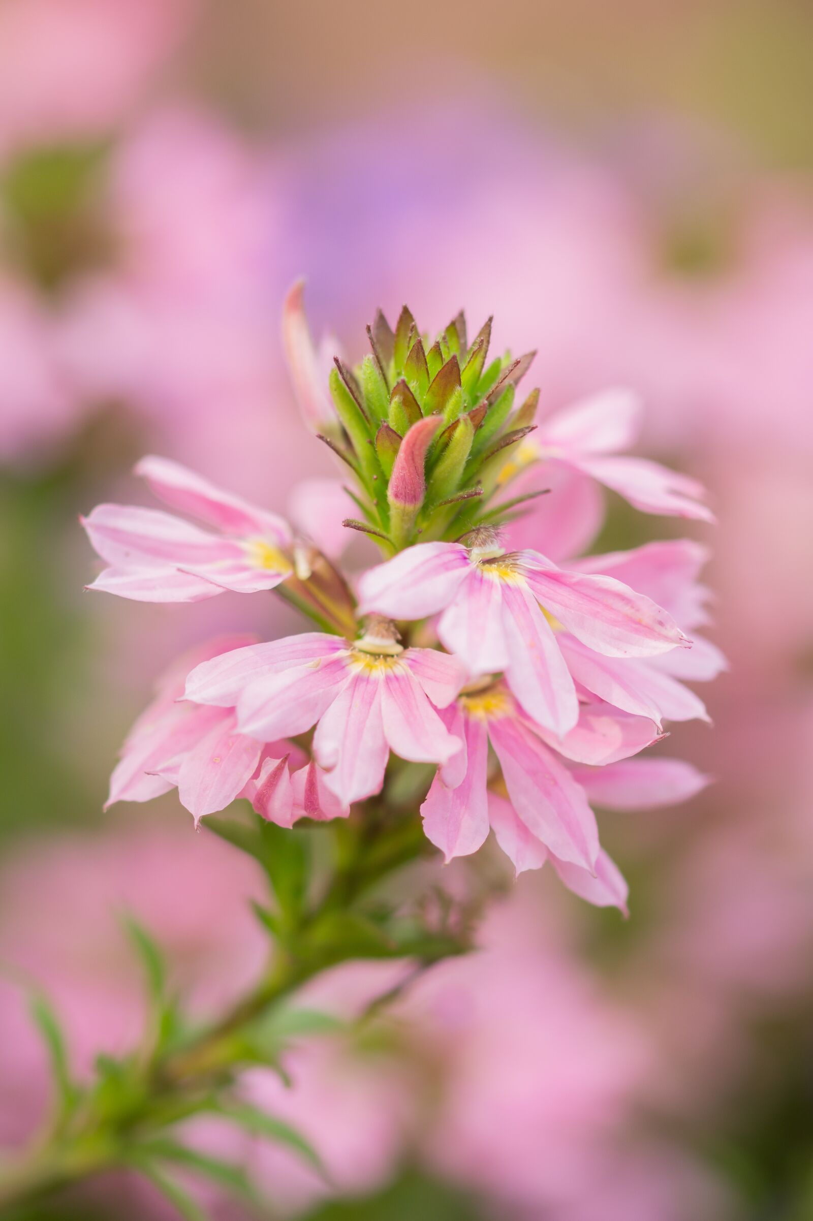 Sony SLT-A58 + 105mm F2.8 sample photo. Flower, nature, pink flower photography