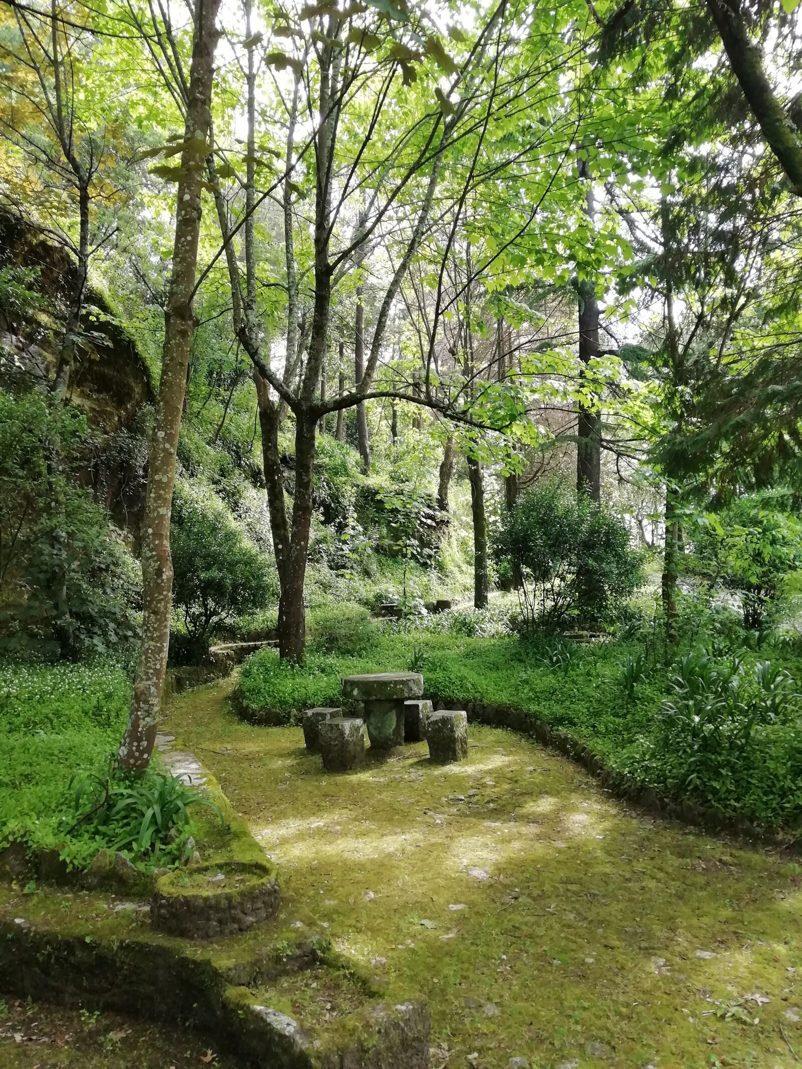 HUAWEI FIG-LX1 sample photo. Forest, green, trees photography