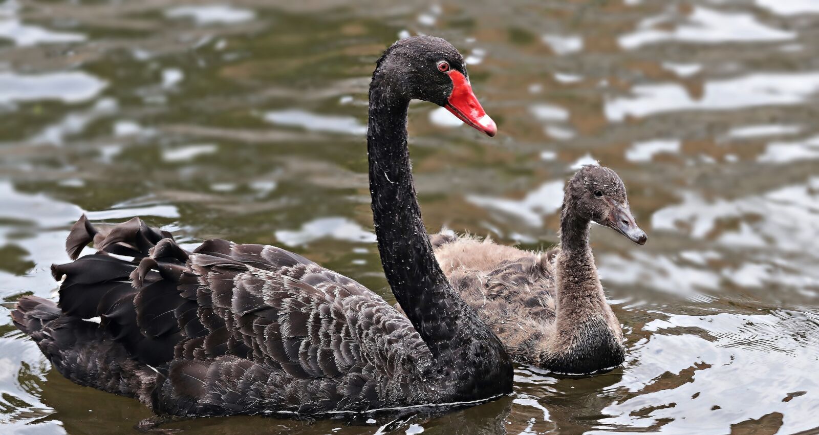 Canon EOS 80D sample photo. Mourning swan, swan, black photography