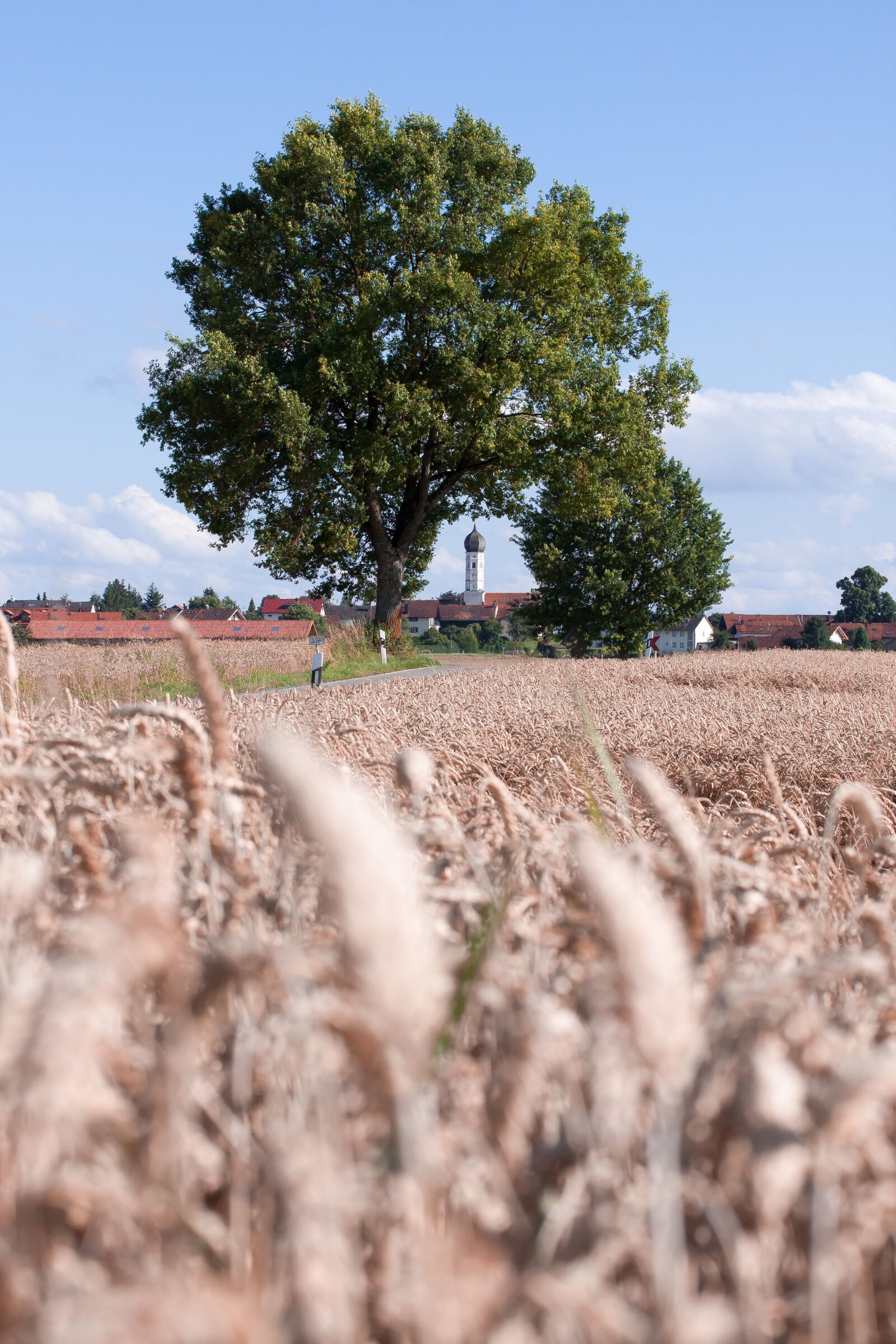 Canon EOS 50D sample photo. Cereals, staple food, grain photography