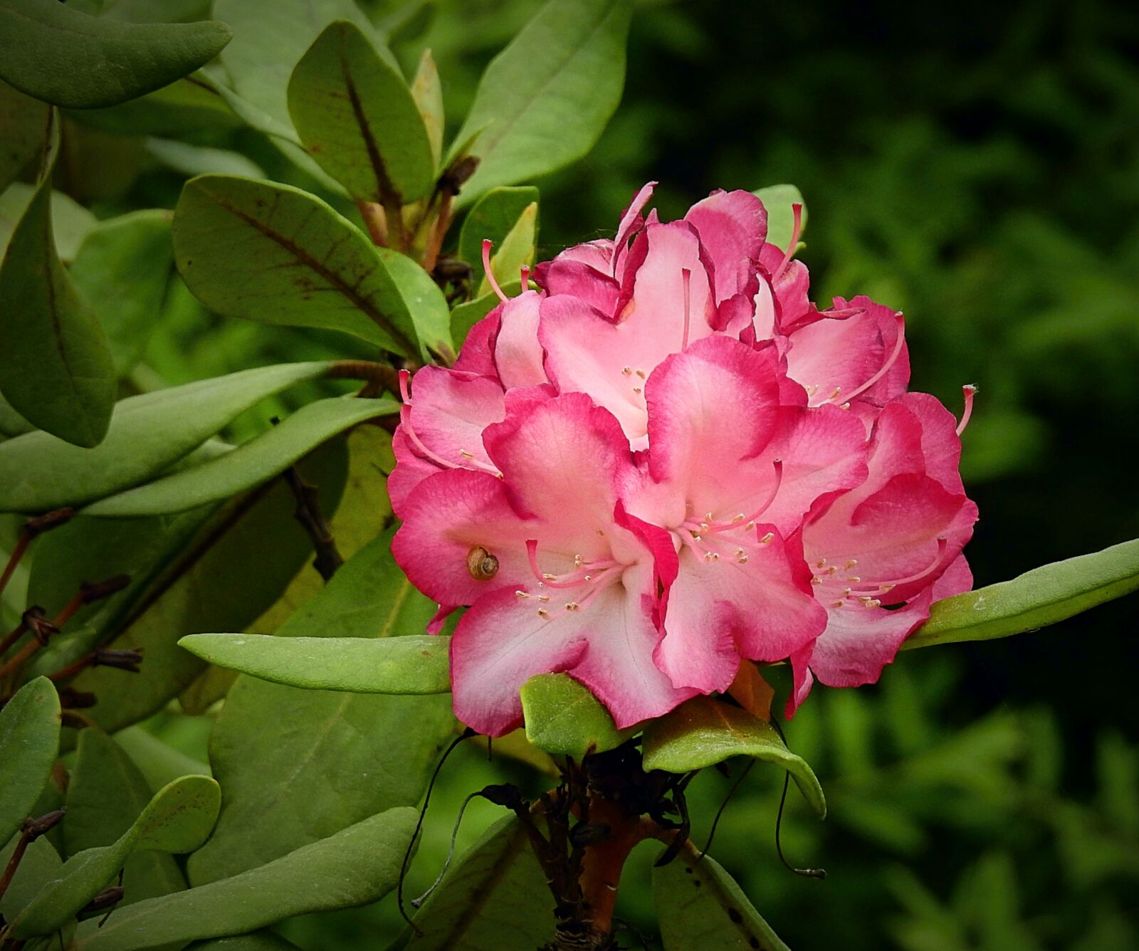 Nikon Coolpix P900 sample photo. Flower, nature, spring photography