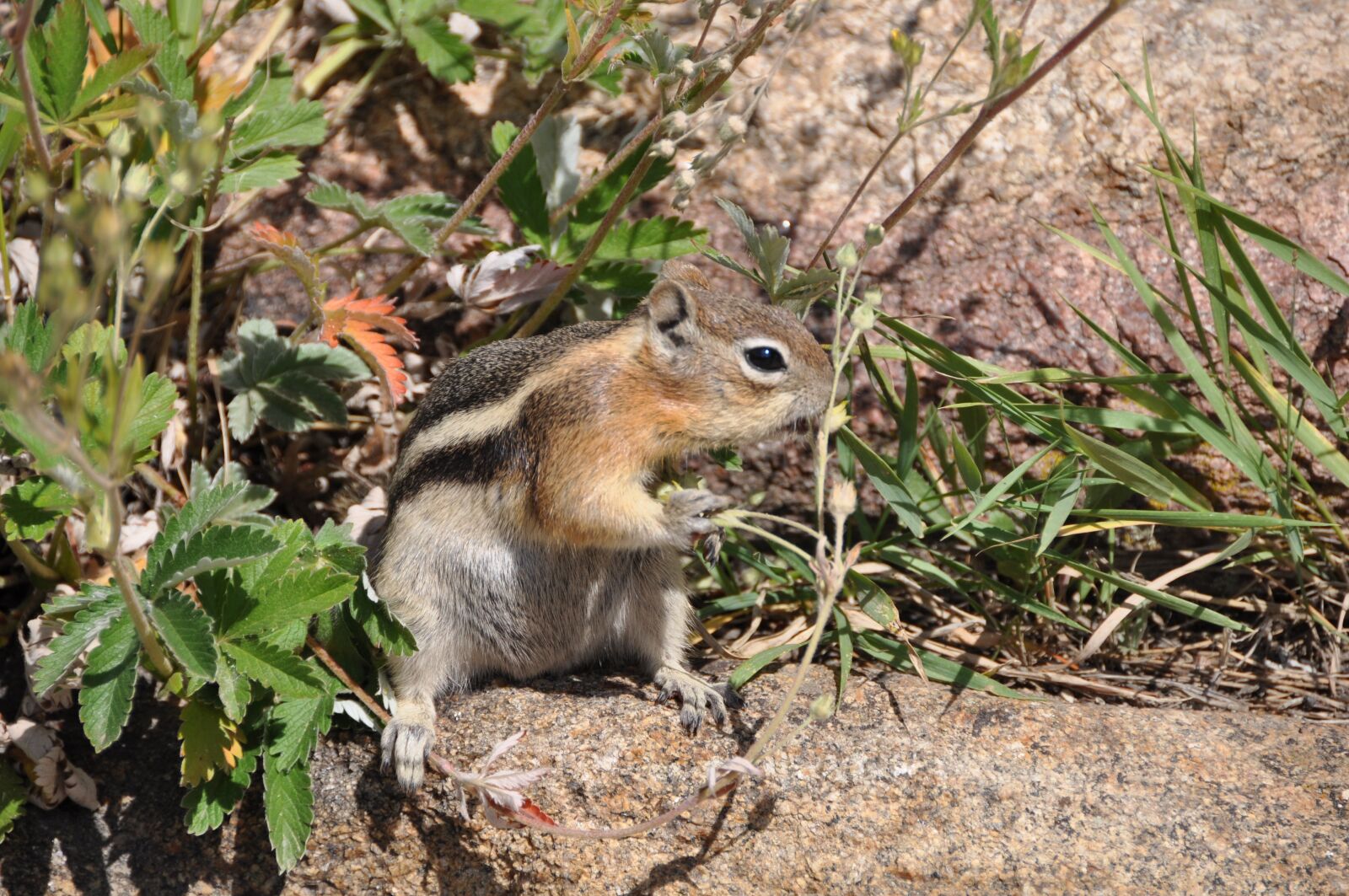 Nikon D90 sample photo. Squirrel, chipmunk, food photography
