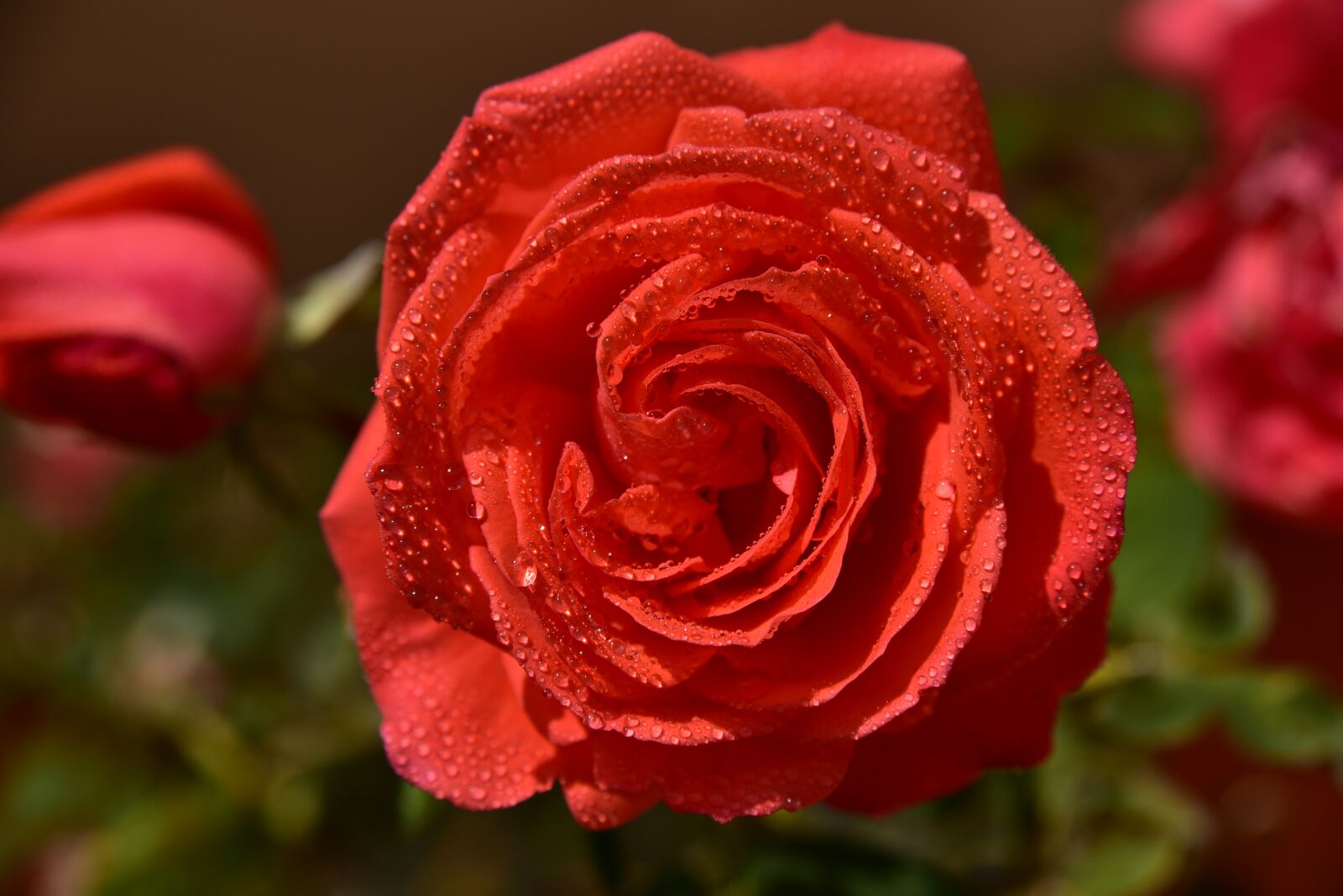 Nikon D750 sample photo. Rose, blossom, bloom photography