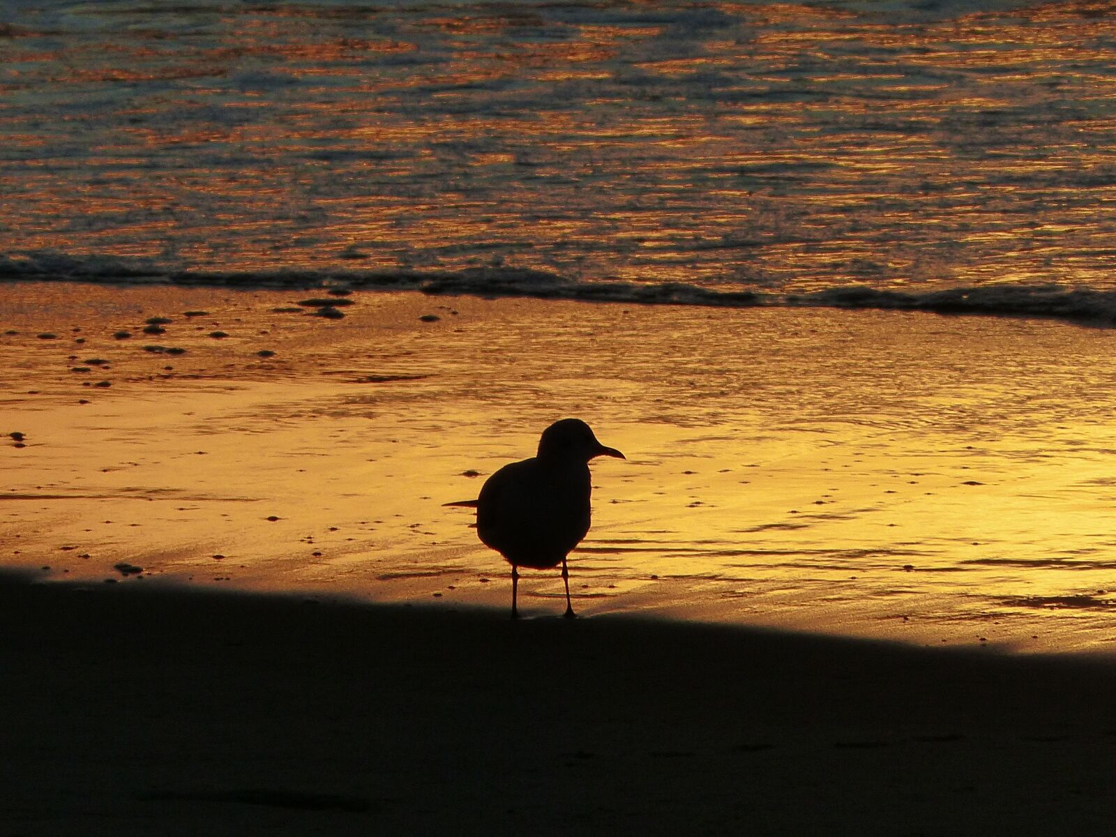 Panasonic Lumix DMC-FZ200 sample photo. Seagull, backlight, beach photography