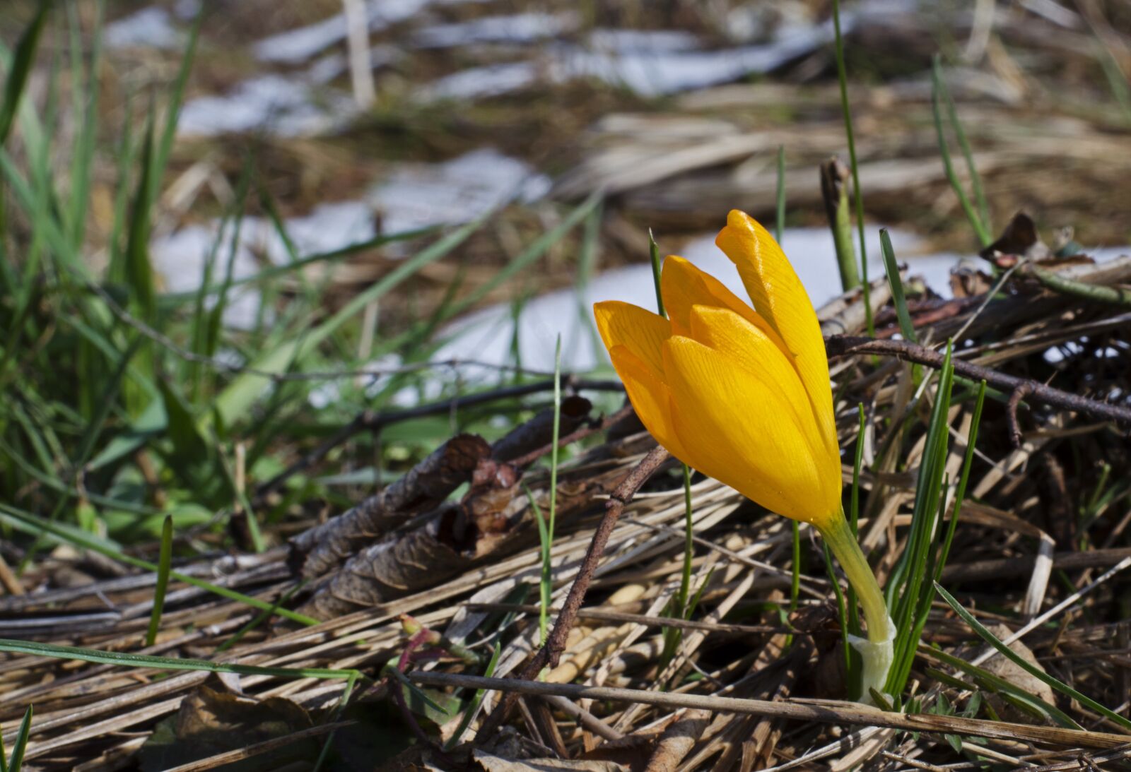 Nikon D5100 sample photo. Spring flower, delicate, orange photography