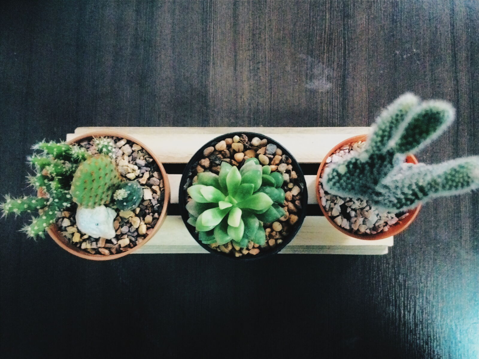 ASUS T00J sample photo. Cactus, plant, trees, vintage photography