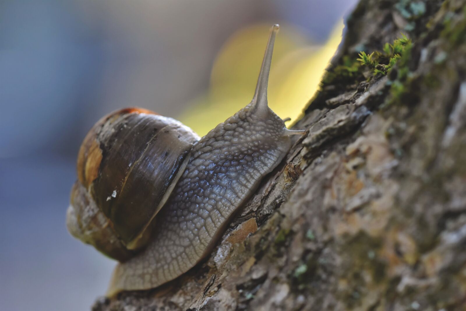 Nikon D7200 sample photo. Snail, shell, mollusk photography