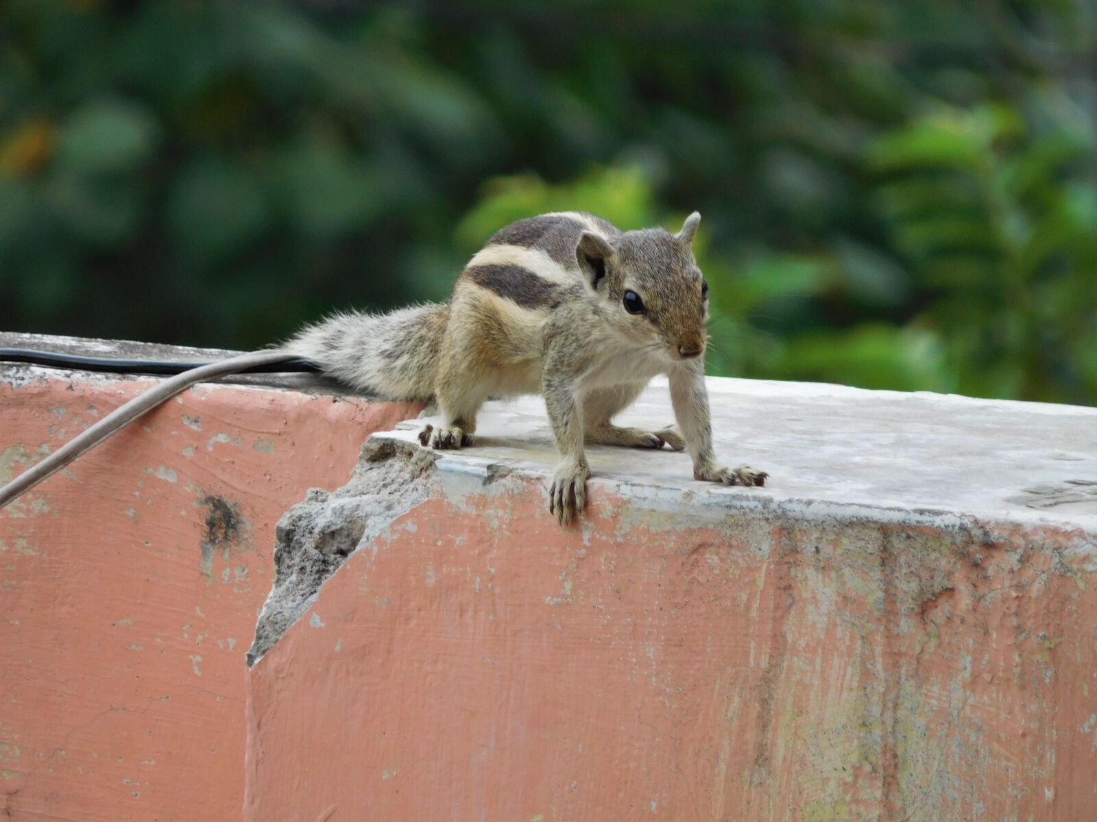 Nikon Coolpix S7000 sample photo. Nature, squirrel, animal photography