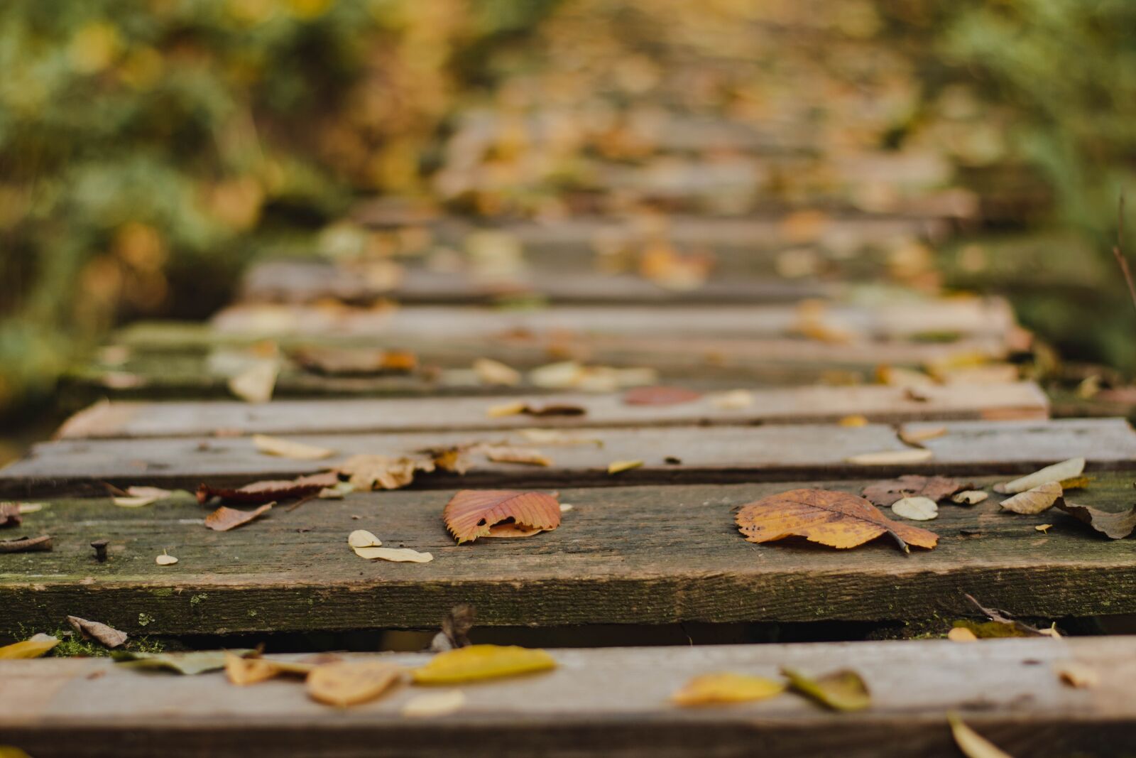 Nikon D5600 sample photo. Bridge, leaves, wood photography
