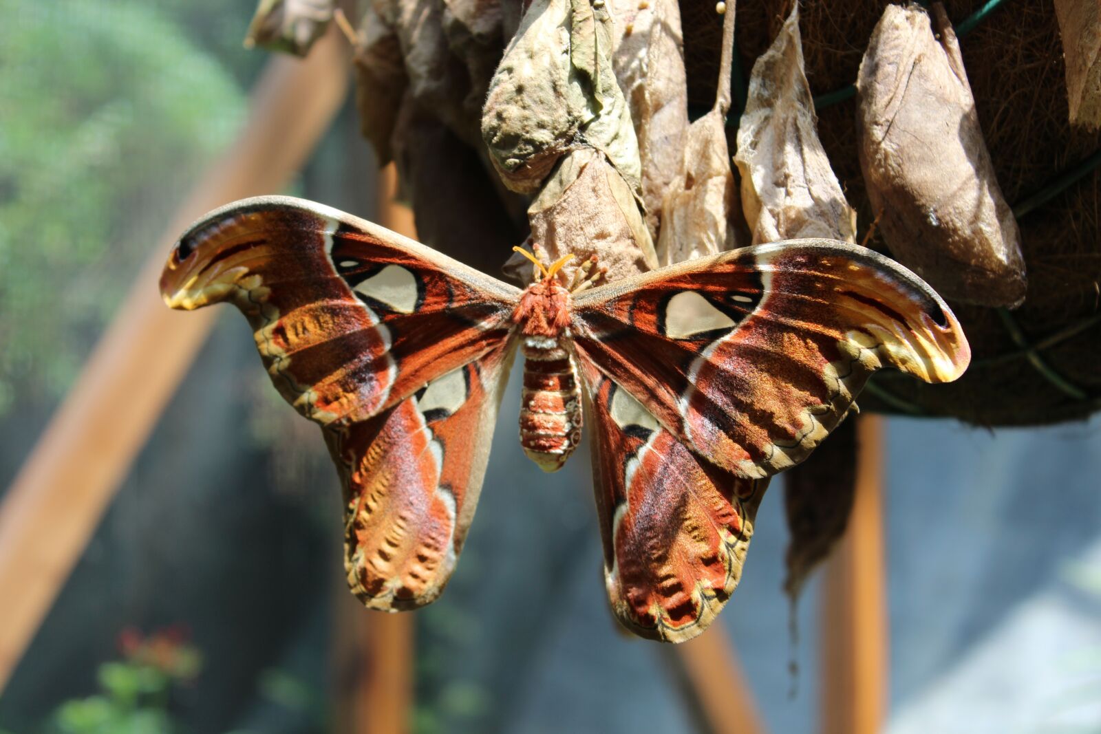 Canon EOS 600D (Rebel EOS T3i / EOS Kiss X5) sample photo. Butterfly, moth, animal photography