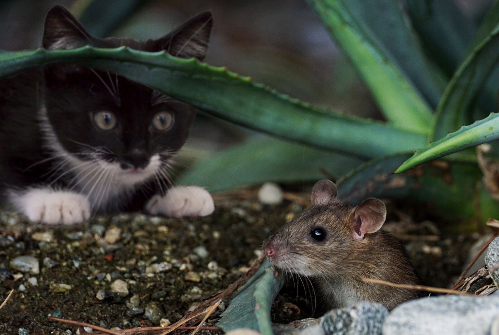 Sony DT 55-300mm F4.5-5.6 SAM sample photo. Katz, mouse, animal photography