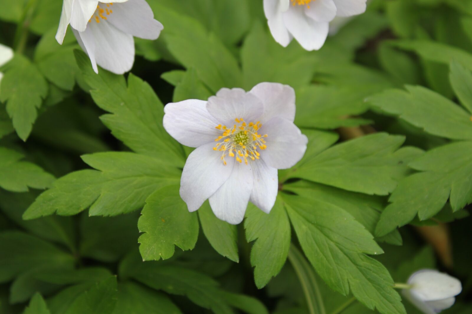 Canon EOS 500D (EOS Rebel T1i / EOS Kiss X3) sample photo. Anemone nemorosa, spring, flower photography