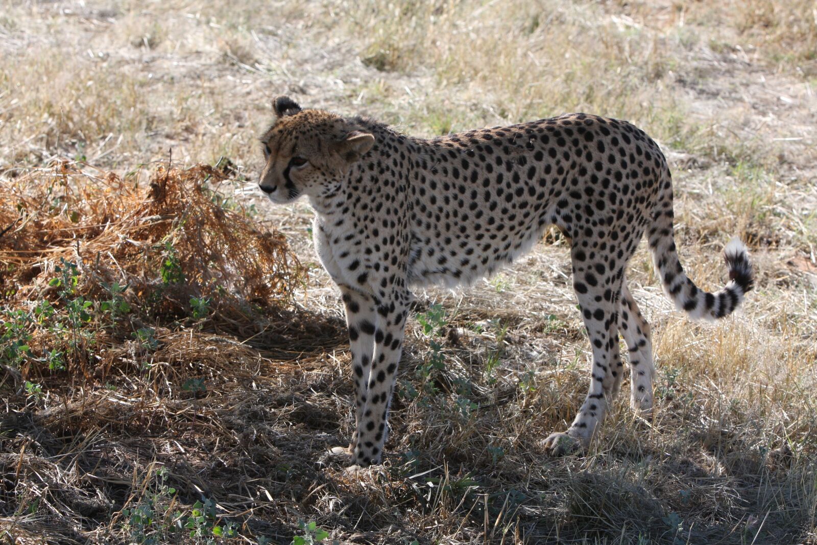 Canon EOS 40D sample photo. Cheetah, namibia, wild photography