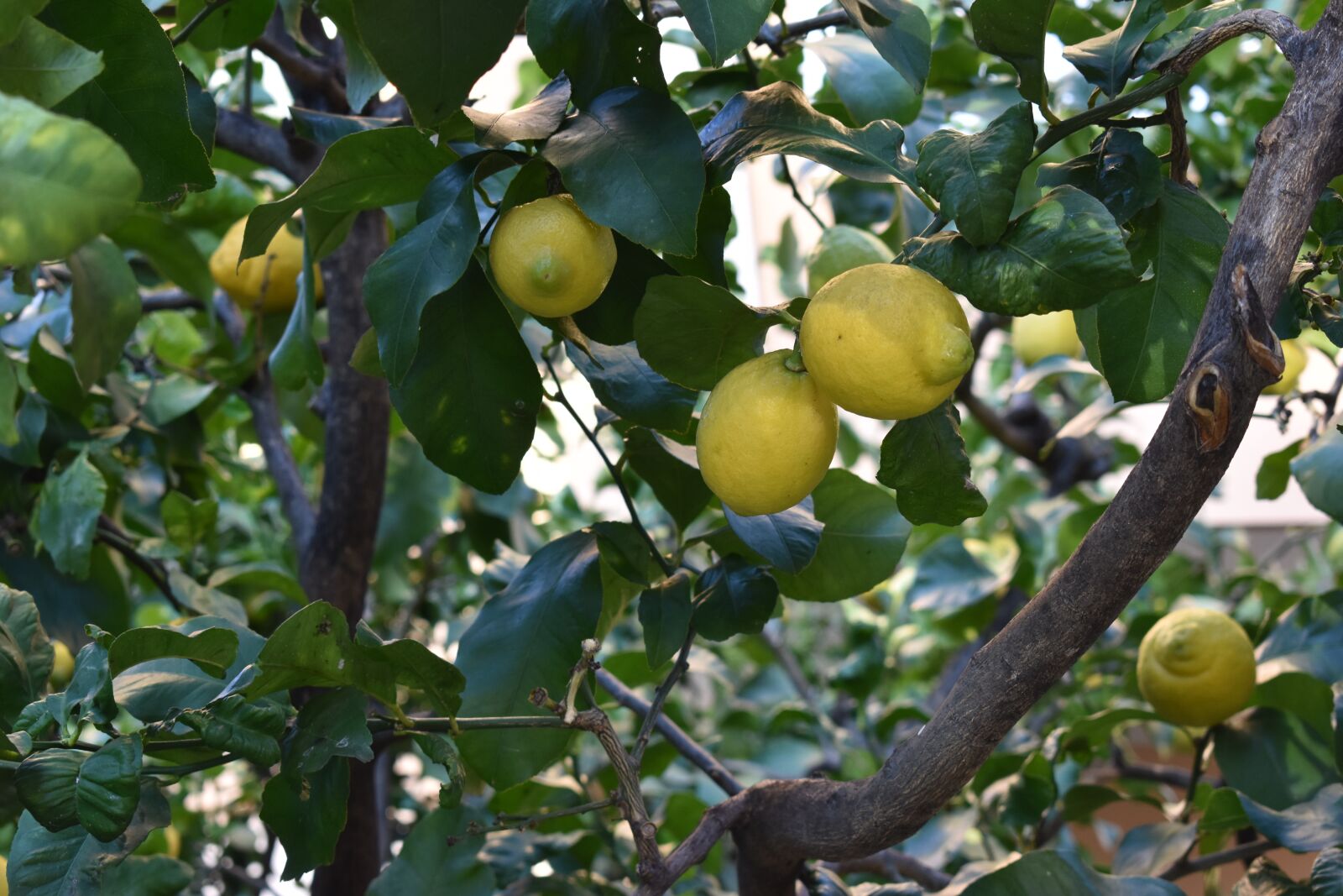 Nikon D5600 sample photo. Lemons, fruits, lemon photography