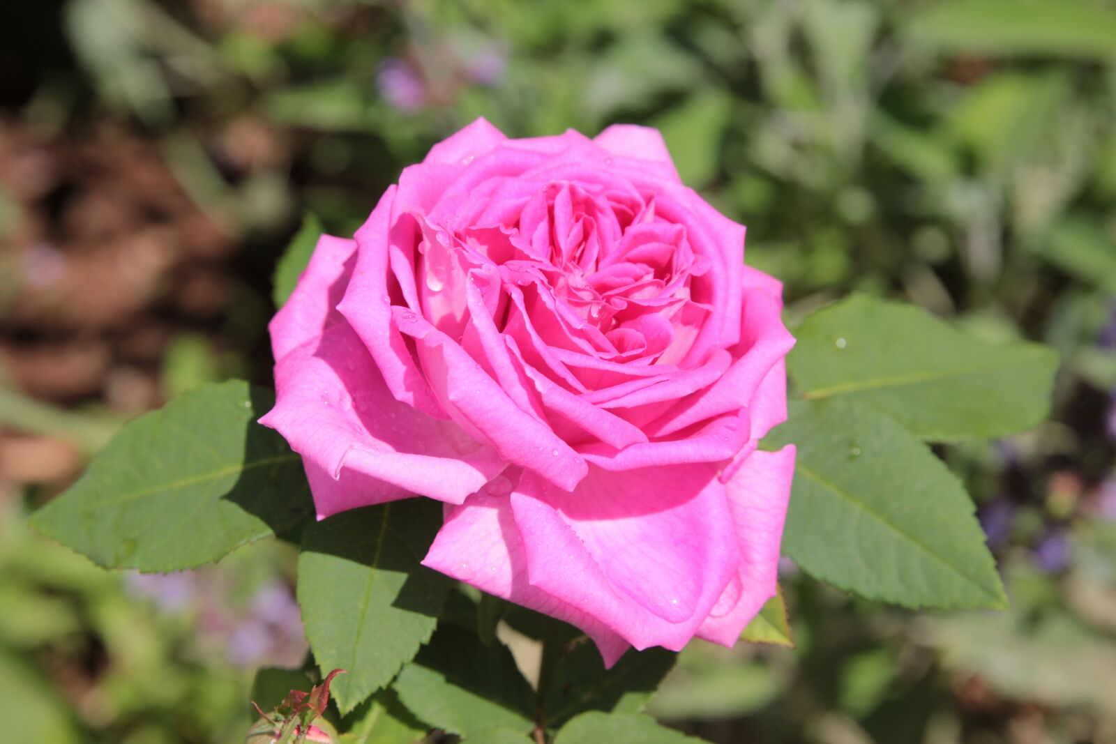Canon EF 24-70mm F2.8L II USM sample photo. Rose, flower, pink photography